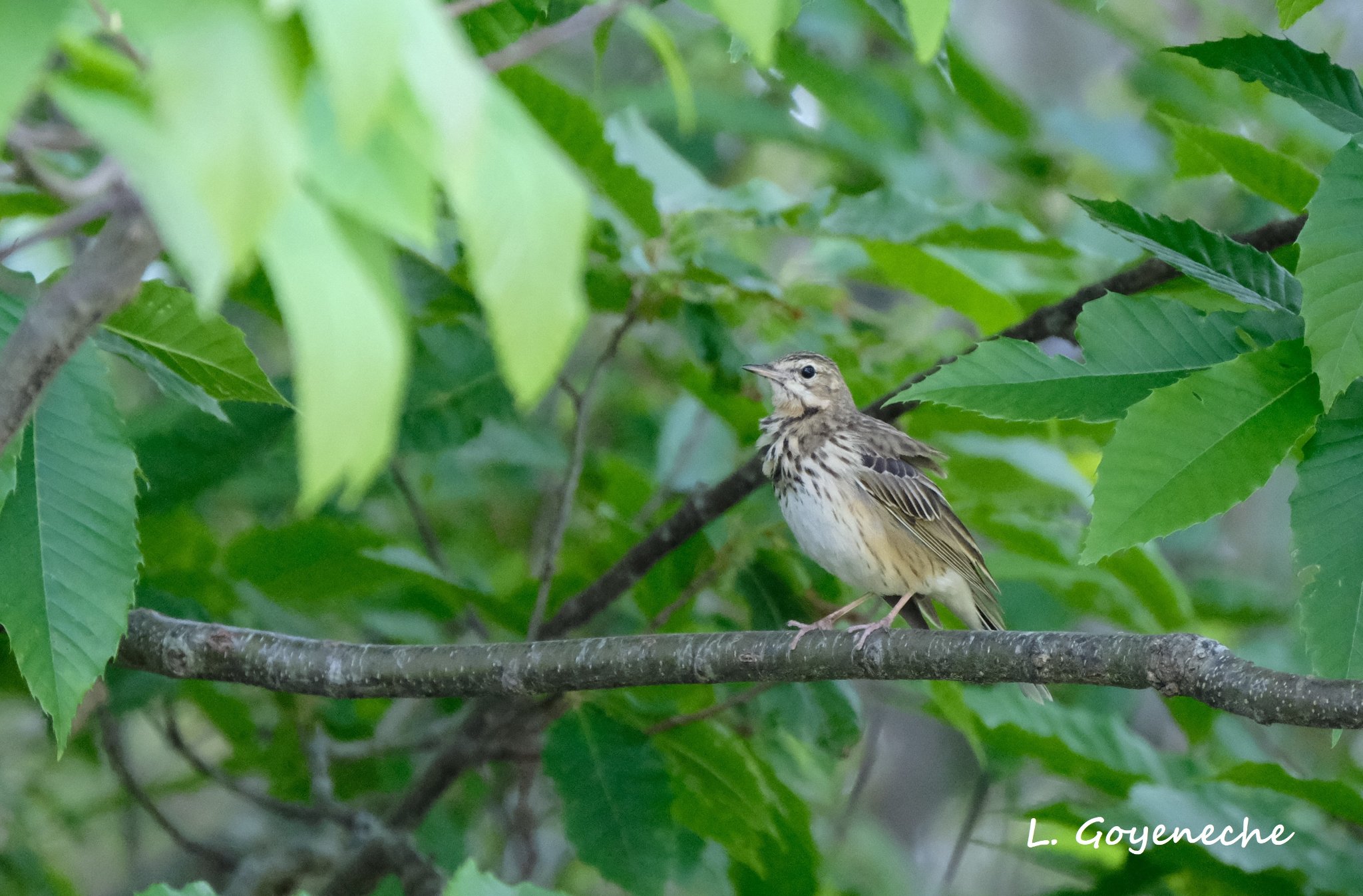 Pipit des arbres