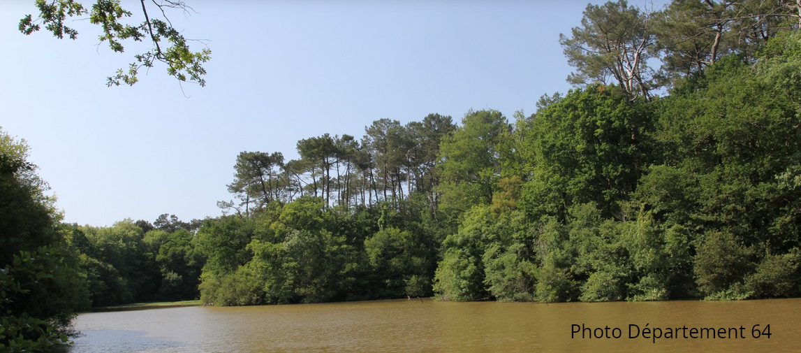 foret habas_cd64
