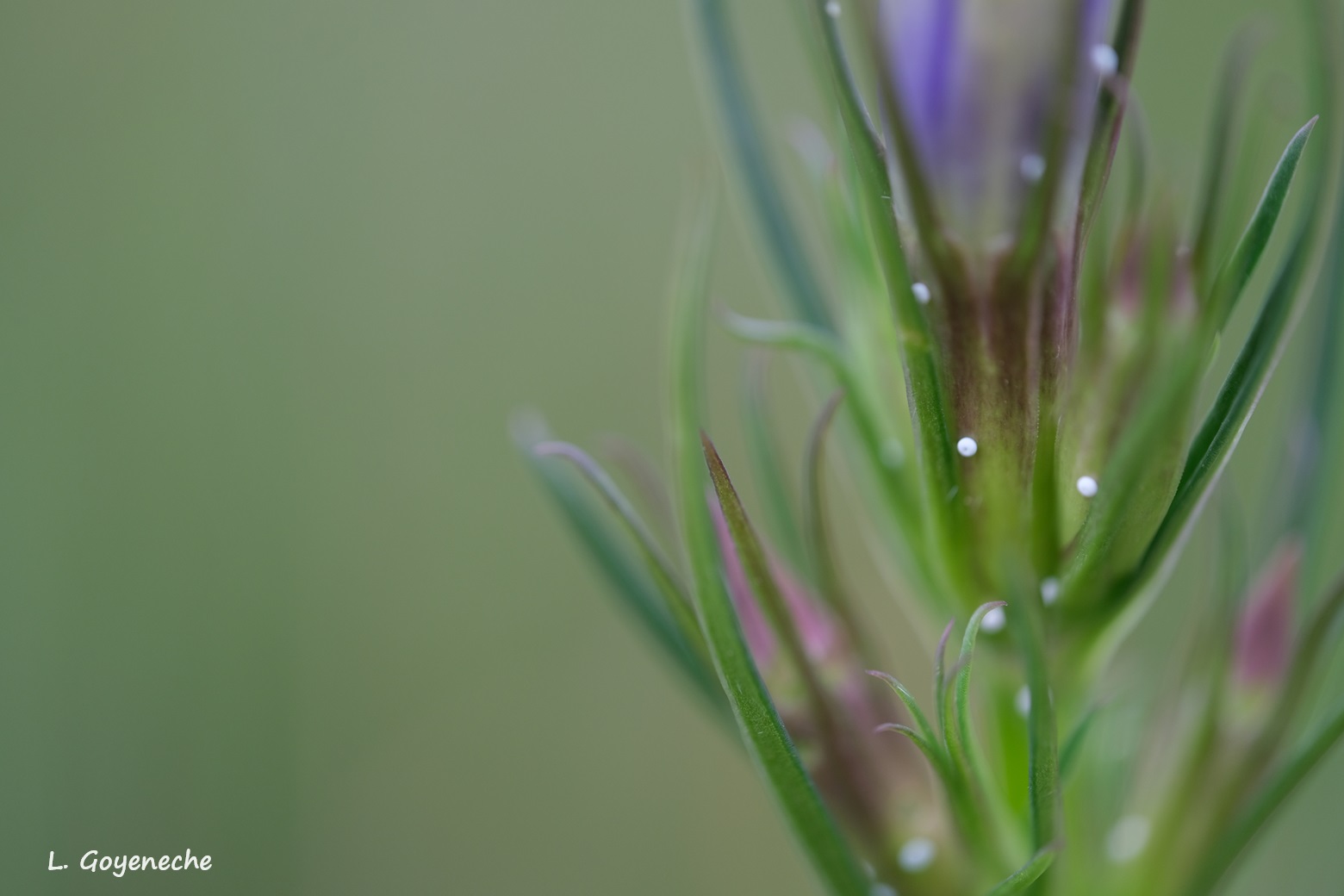Ponte d'Azuré des mouillères sur Gentiane pneumonanthe (Gentiana pneumonanthe)